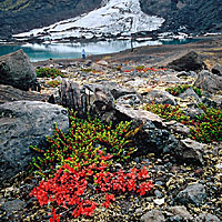 Crowberrys and Glacier